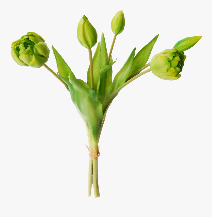 Green Tulips, HD Png Download