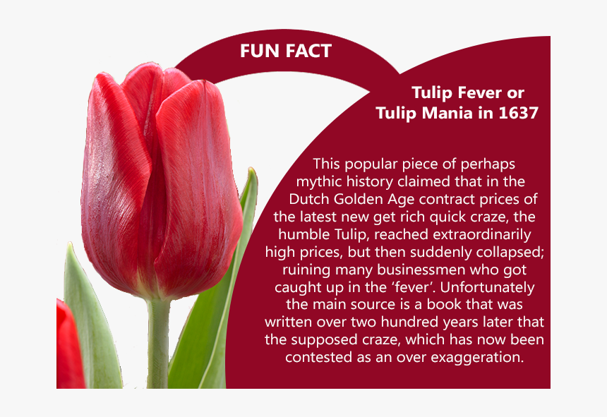 Tulip Feaver Fun Fact - Marsh & Parsons, HD Png Download