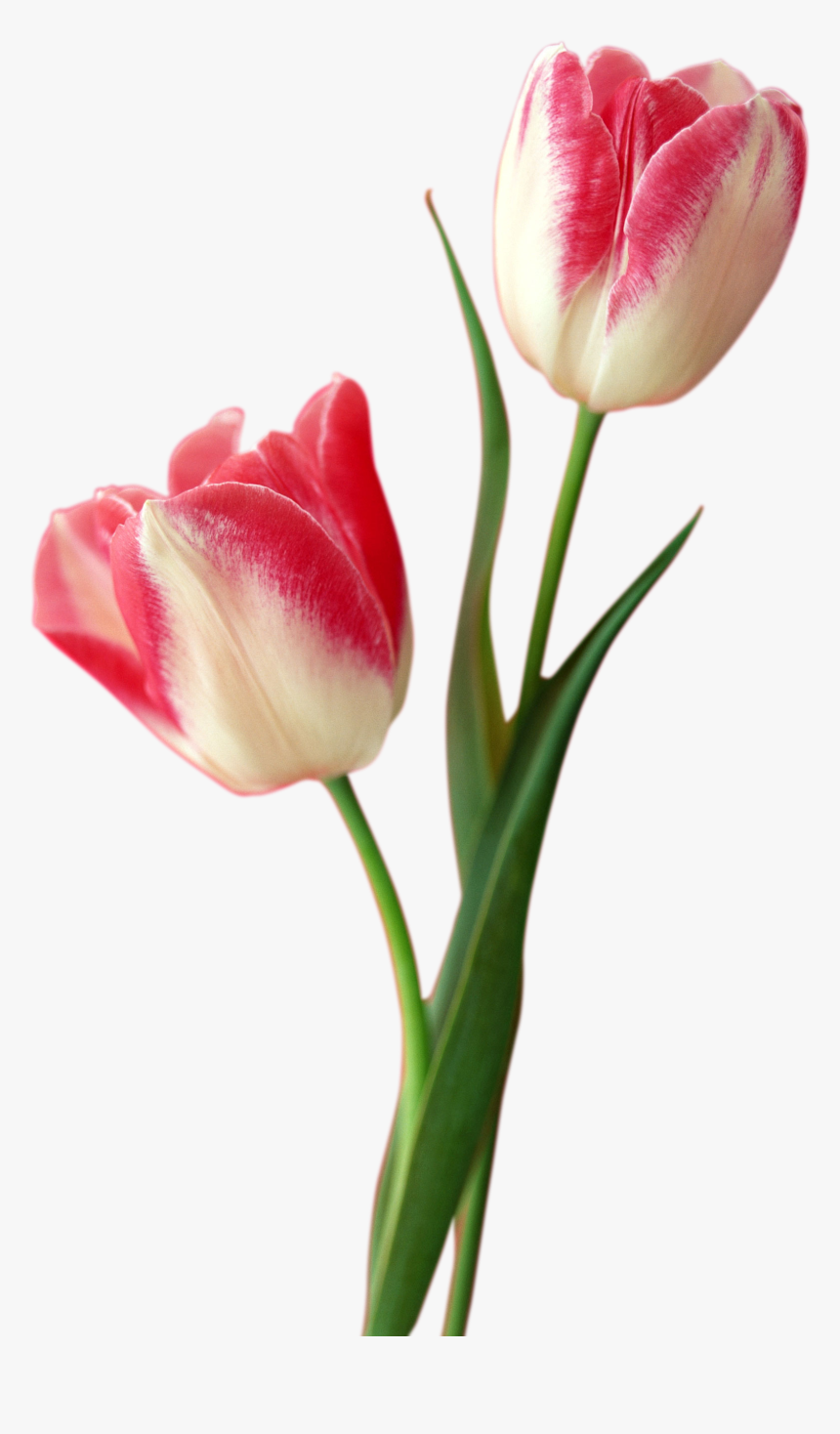 Tulip Png Free Download - Tulip Png, Transparent Png
