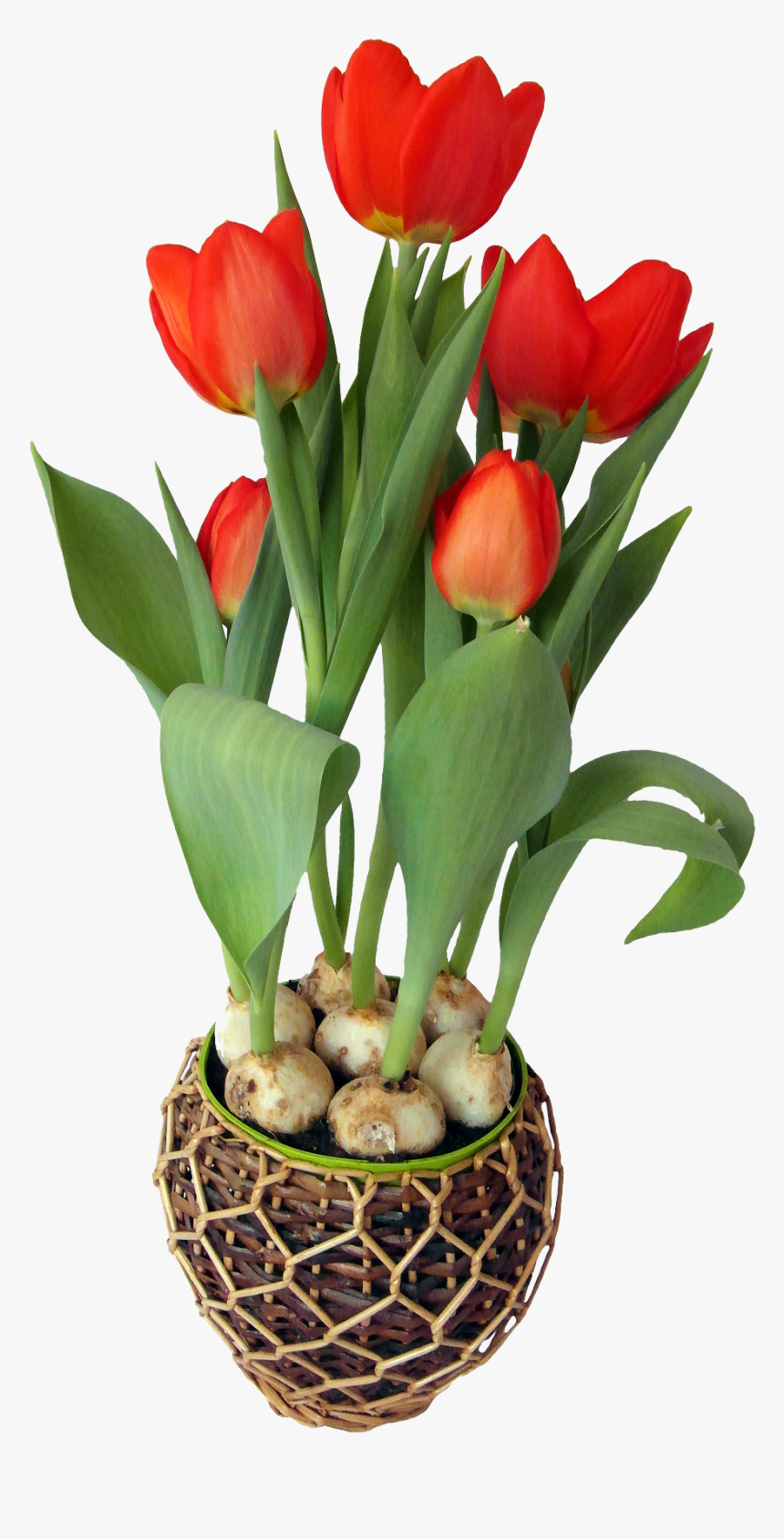 Tulip Flower In Pot - Flower In A Pot Png, Transparent Png