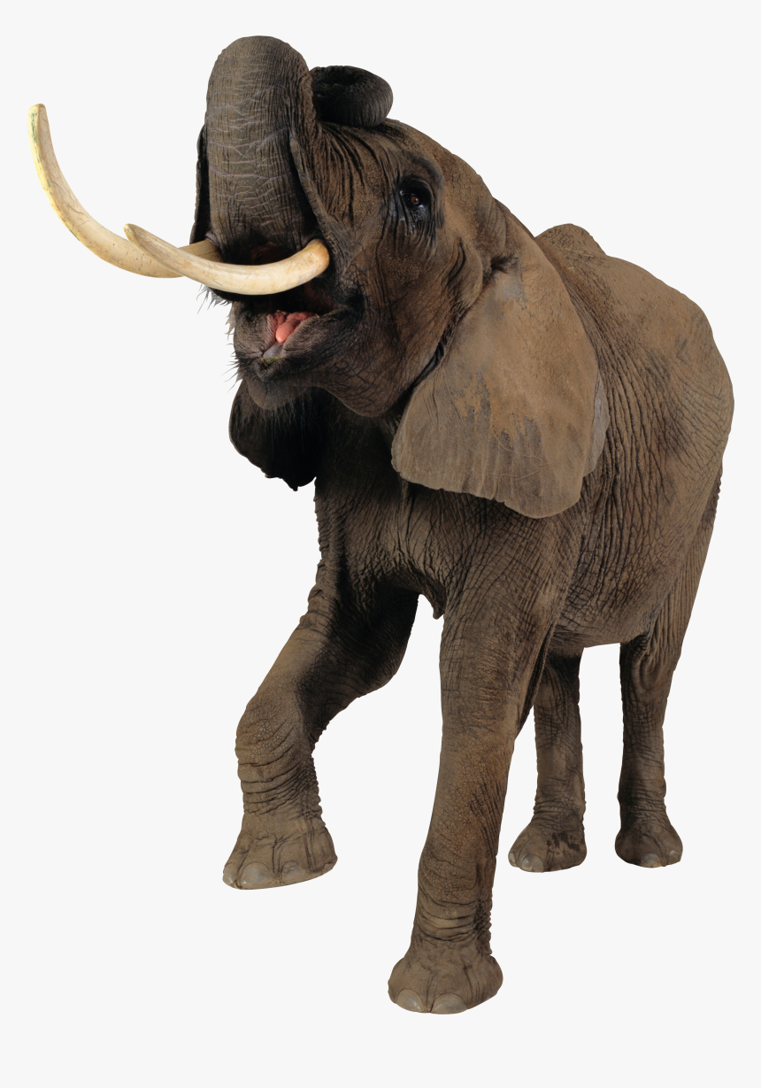 Elephant Png - Elephant Png Transparent Background, Png Download