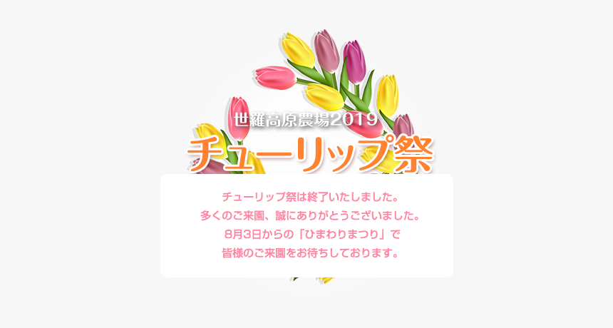 Tulip, HD Png Download