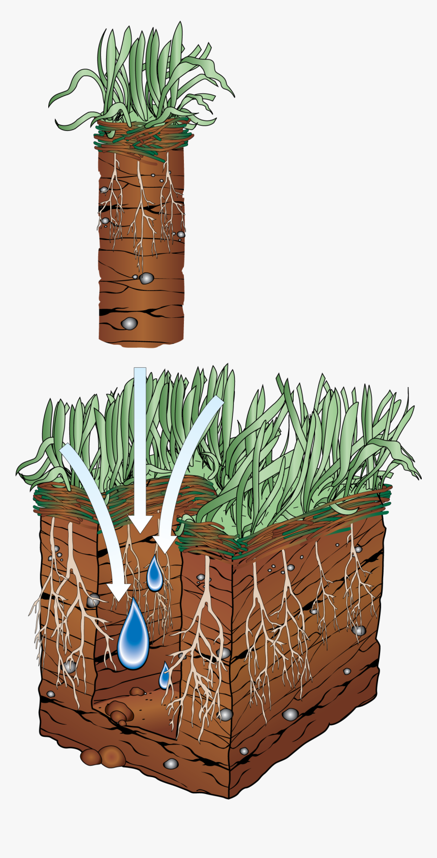 Lawn Aeration For A Beautiful Bountiful Lawn - Aeration, HD Png Download