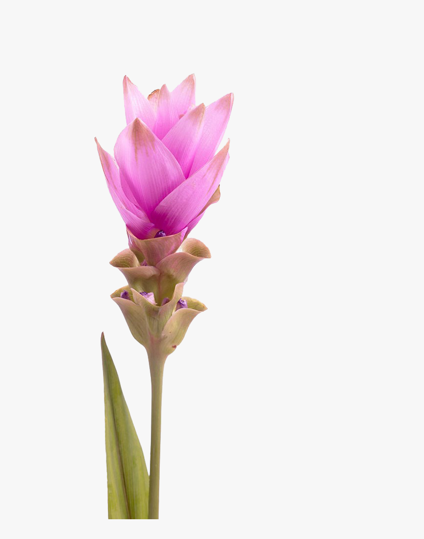 Drawing Tulips Tulip Petal - Siam Tulip, HD Png Download