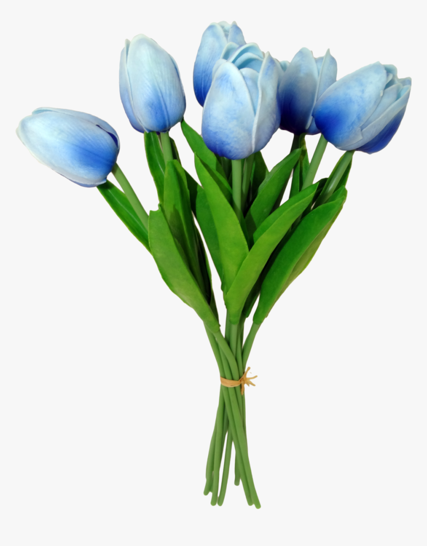 Tulip, HD Png Download
