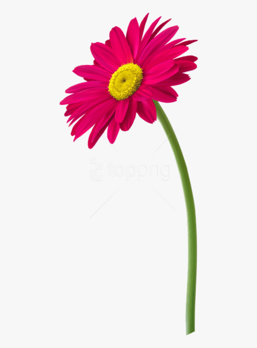 Real Flowers Png - Flower With Pot Png, Transparent Png