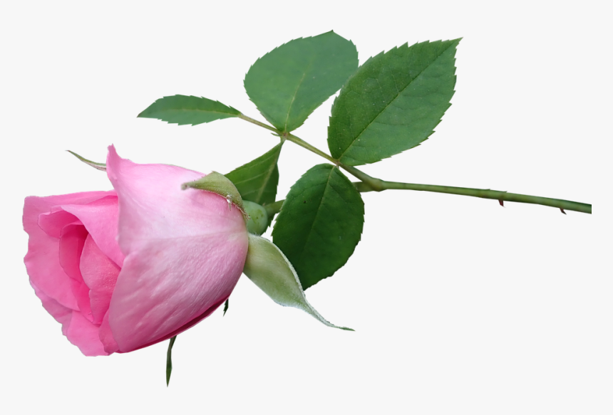 Rosa Glauca, HD Png Download
