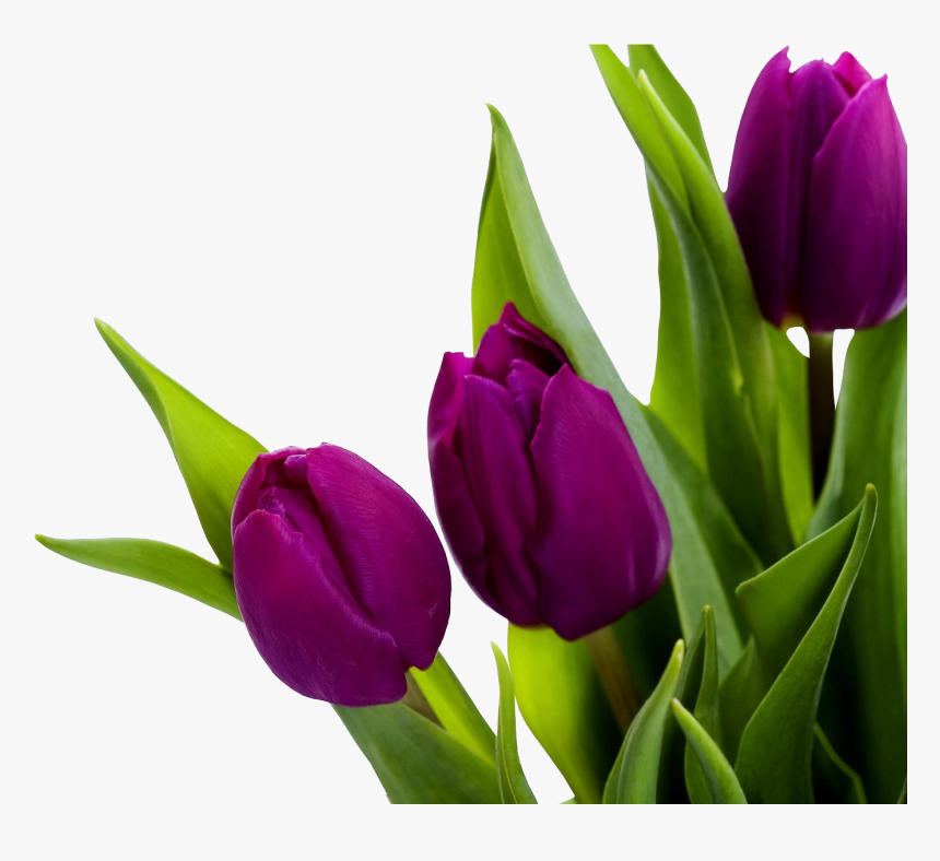 Tulip Png Image - High Resolution Tulip Flower, Transparent Png