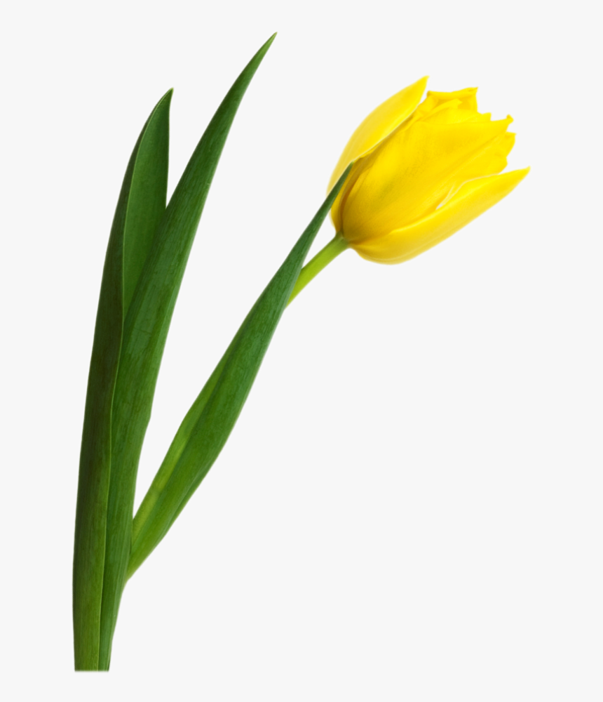 Tulip Png Image - Yellow Tulip Png, Transparent Png