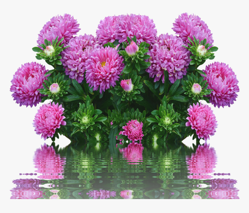 Asters Autumn Flowers Purple Free Picture - Flowers Autumn, HD Png Download