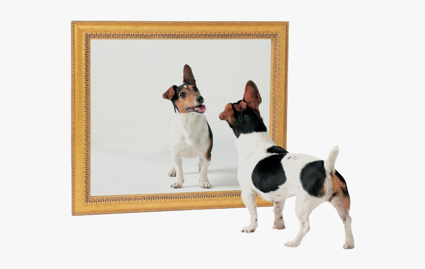 Cachorros Se Identificam Em Um Espelho - Dog And Mirror, HD Png Download