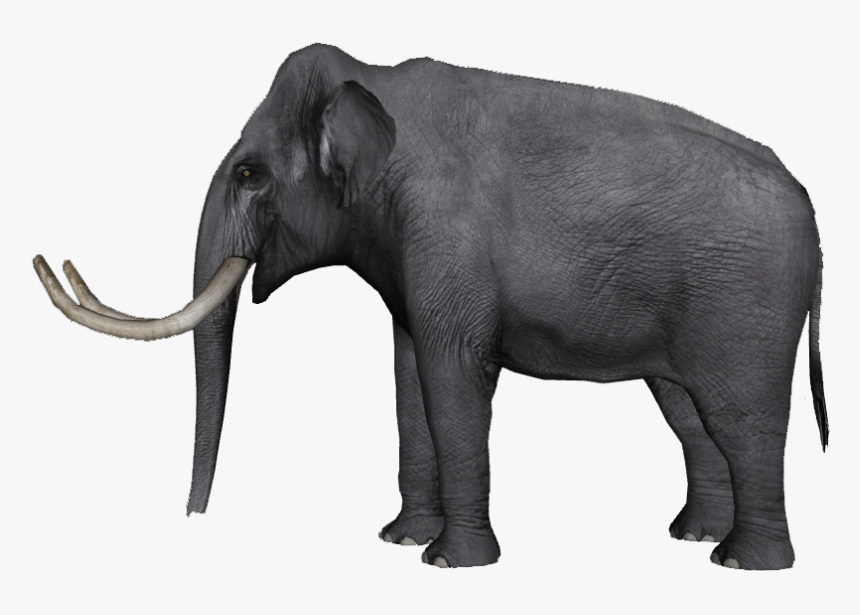 Indian Elephant African Elephant Tusk Wildlife Curtiss - Elephas Hysudrindicus, HD Png Download