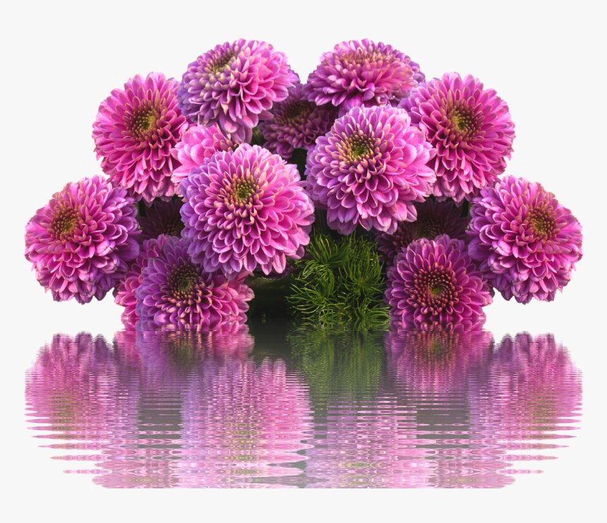 Dahlias Autumn Dahlia Garden Free Picture - Transparent Aster Flower Png, Png Download