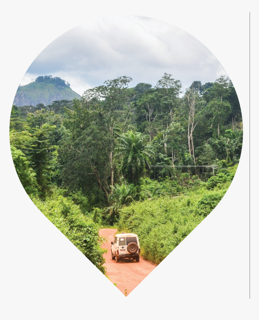 Attalea Speciosa, HD Png Download