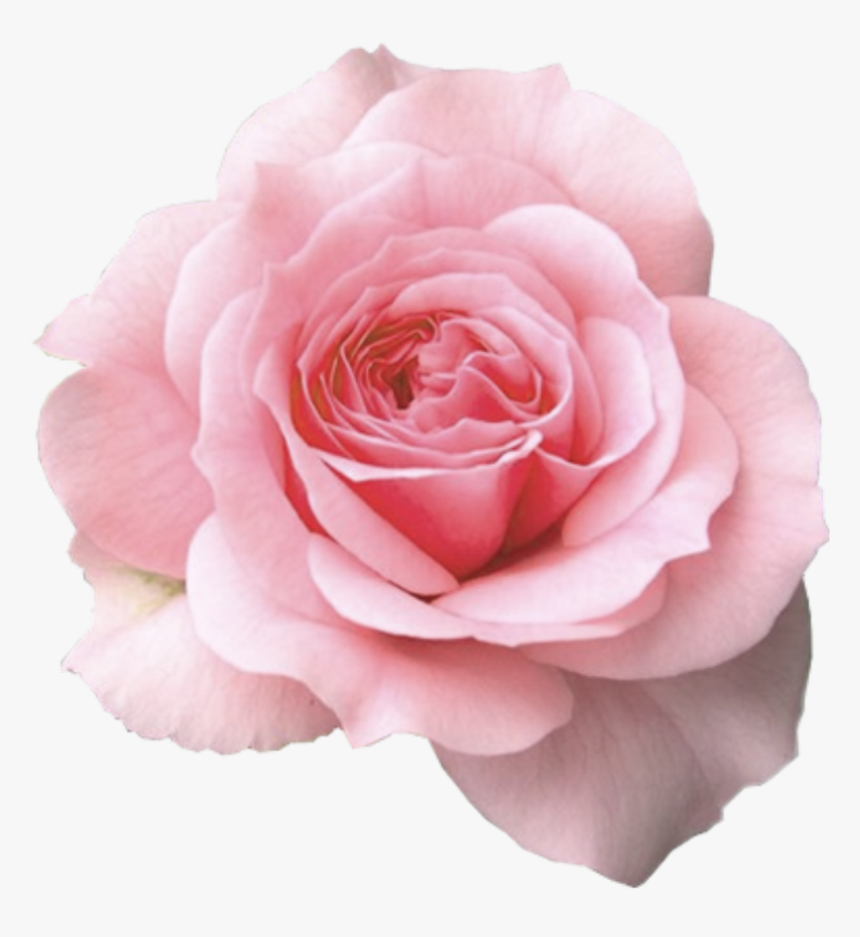Mum In A Million Rose, HD Png Download