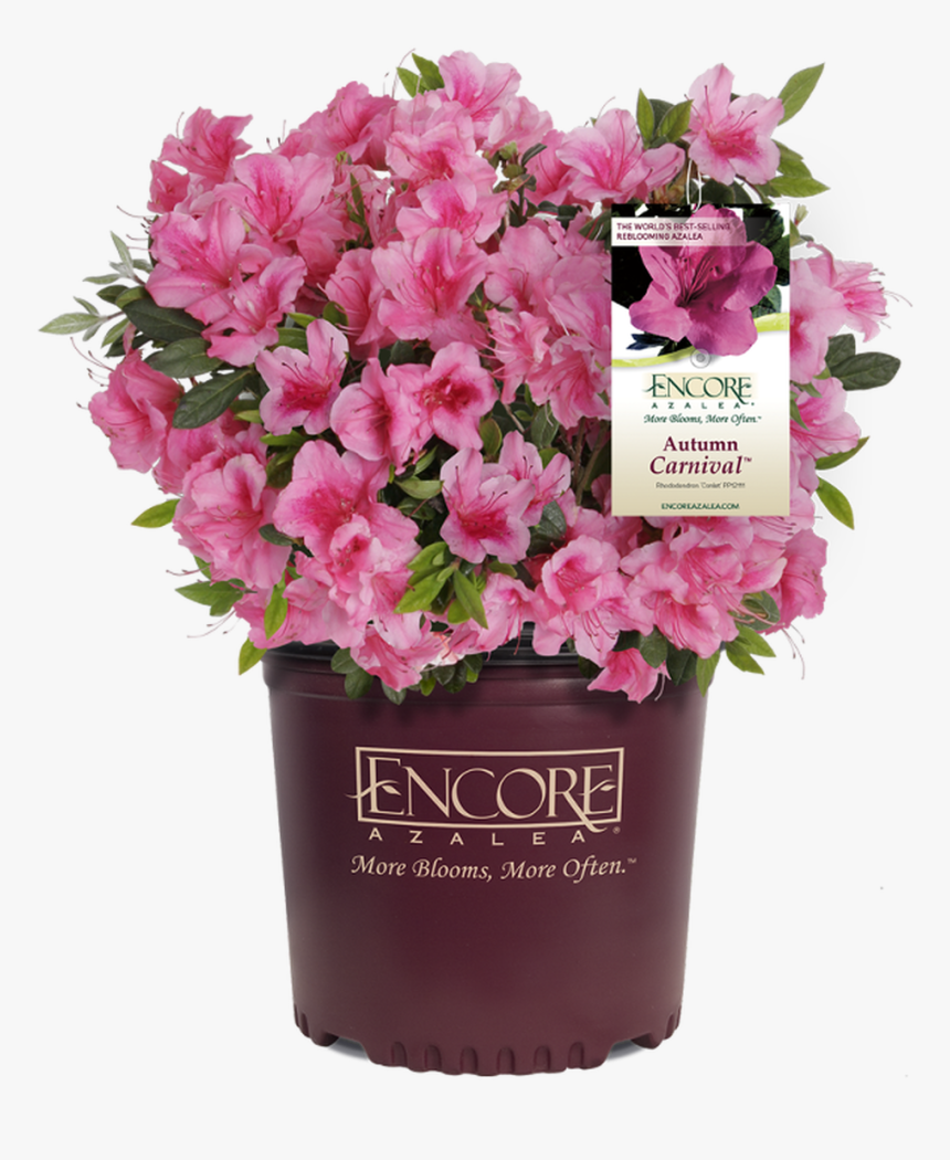 Encore Azalea, HD Png Download
