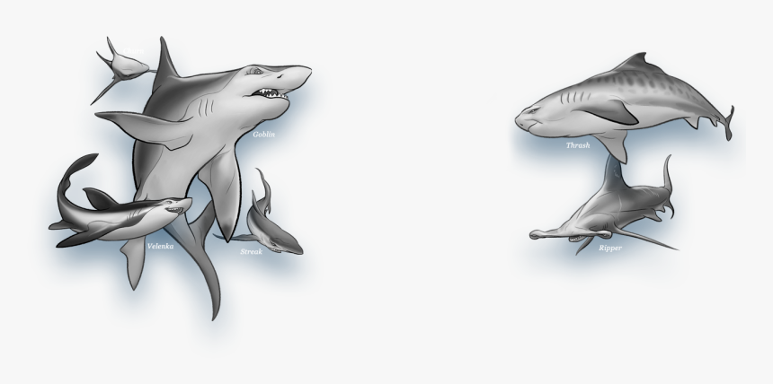 Transparent Shark Outline Png - Shark Wars Book 1, Png Download