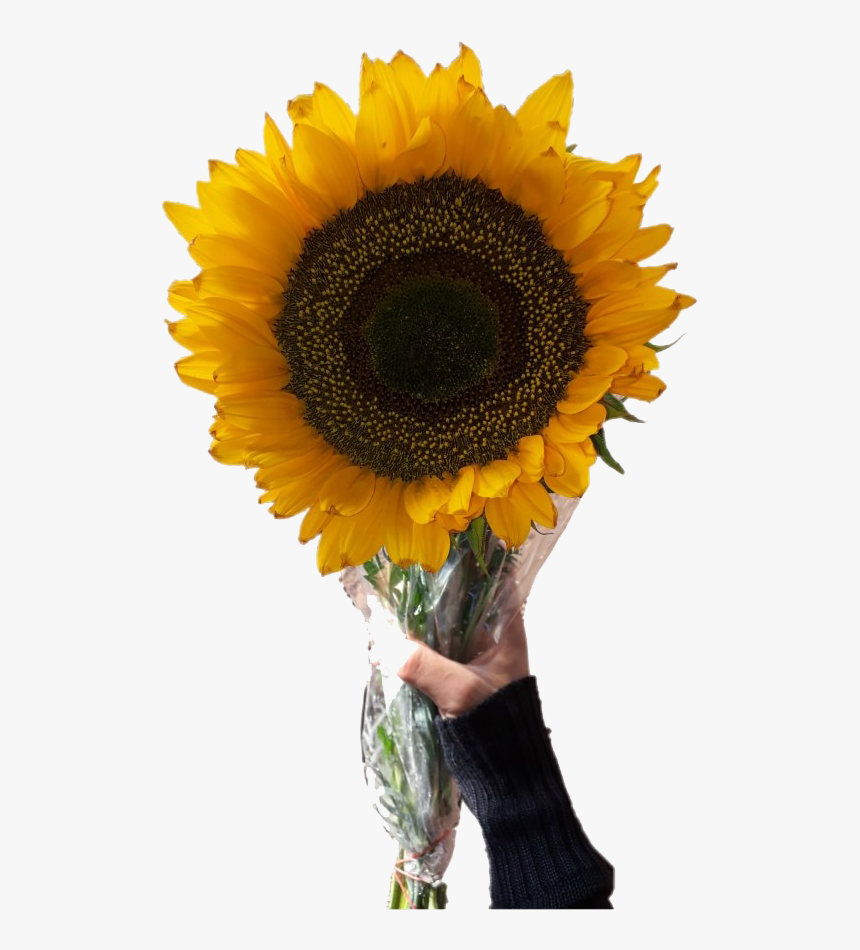 Aesthetic Sunflower Png Transparent Image - Aesthetic Sunflower Png, Png Download