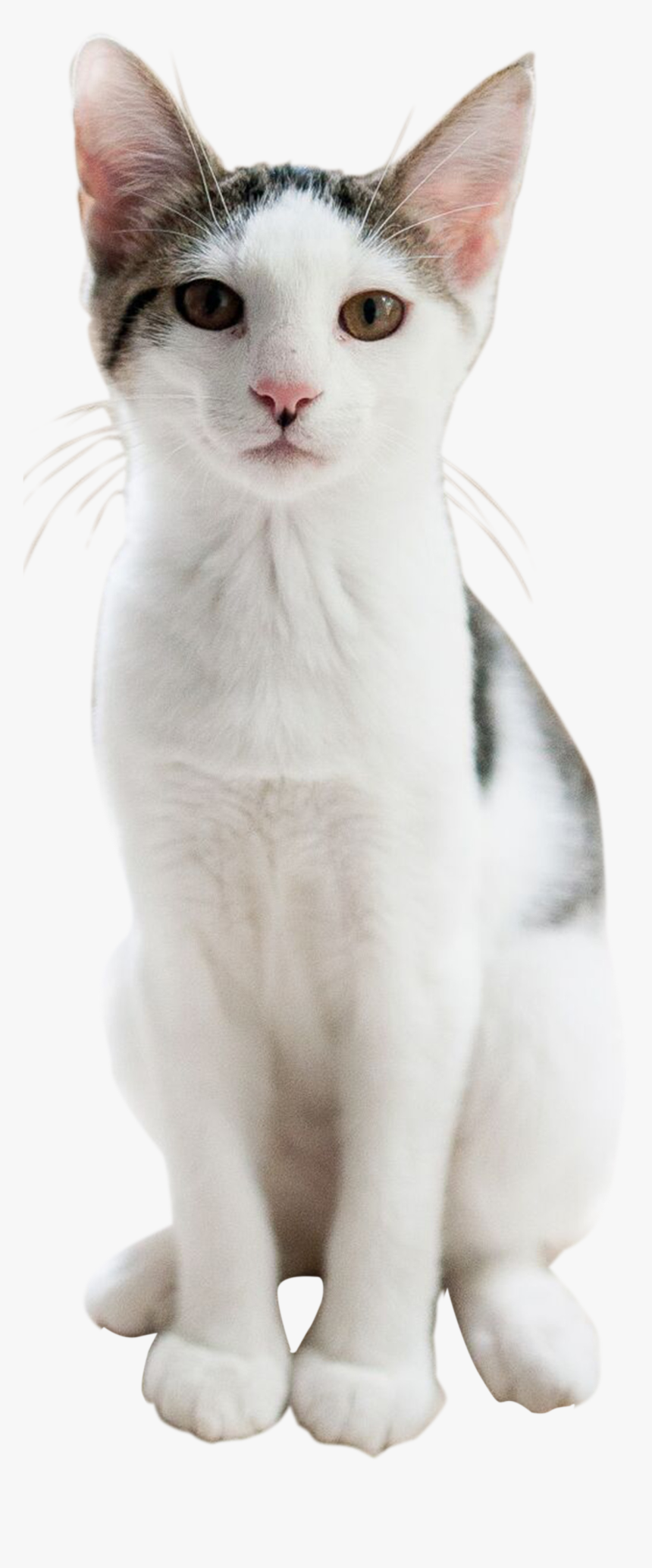 Cat, HD Png Download