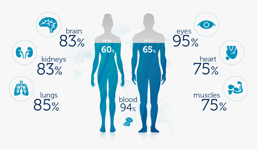 Bodies Of Water Png - Water In Body, Transparent Png