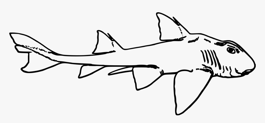 Line - Port Jackson Shark Sketch, HD Png Download