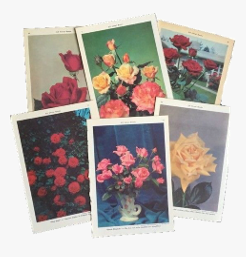 Polaroid Niche, HD Png Download