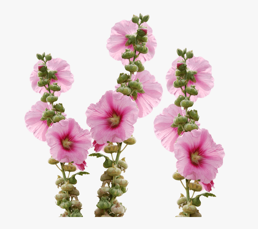 Tall Pink Flower Name, HD Png Download