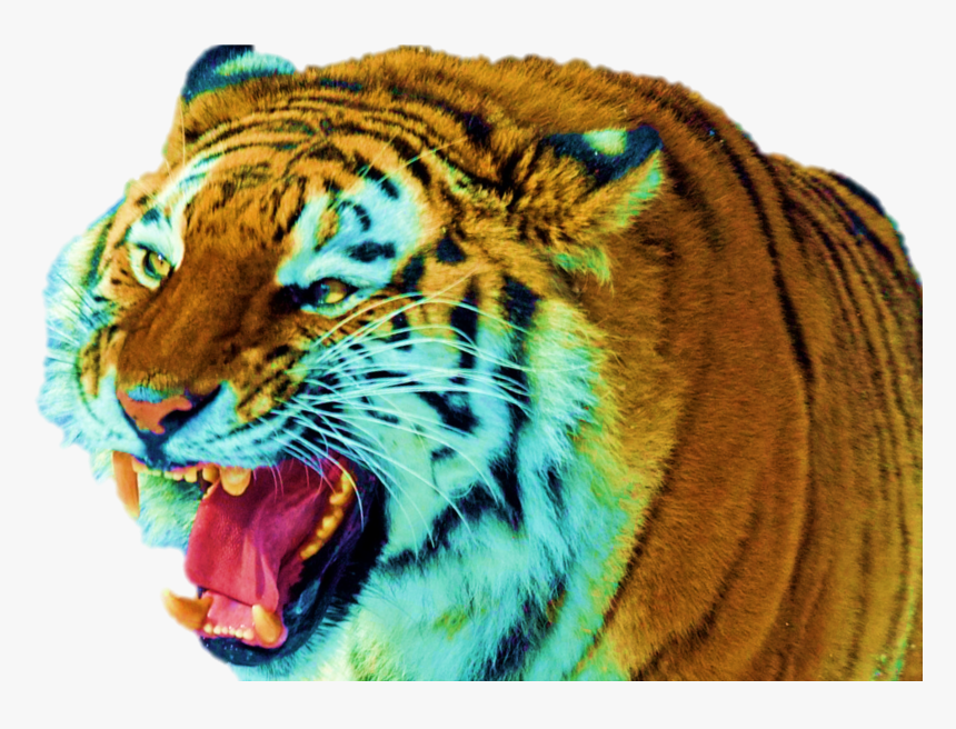 Siberian Tiger, HD Png Download