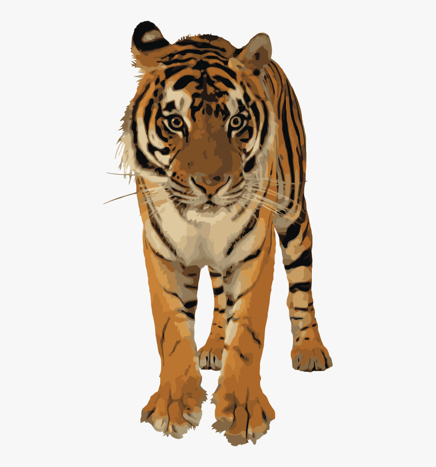Roaring Tiger Png - Royal Bengal Tiger Png, Transparent Png