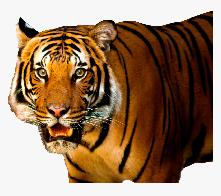 Tiger Png - Transparent Background Tiger Png Hd, Png Download