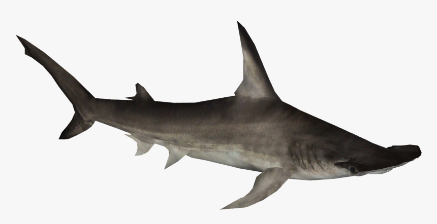 Transparent Shark Clip Art - Hammerhead On Transparent Background, HD Png Download