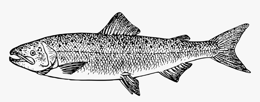 Line Art,shark,monochrome Photography - Icon, HD Png Download