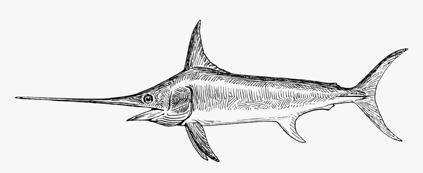 Line Art,shark,marine Biology - Swordfish Drawing, HD Png Download