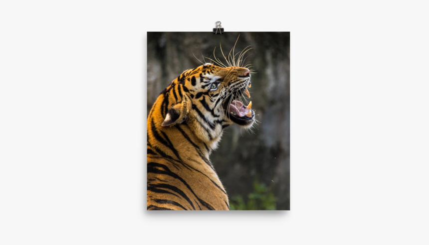 Best Animal Wallpaper For Mobile, HD Png Download