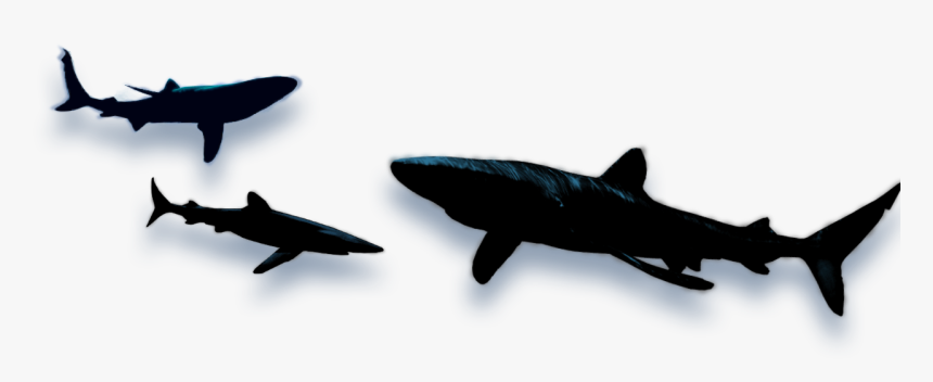 Shark Animated Shadow, HD Png Download