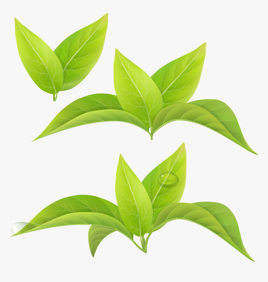Green Tea Leaf White Tea Matcha Leaf Green Tea Png, Transparent Png