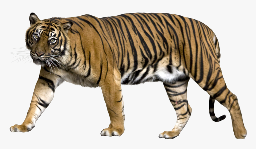 Tiger Png - Tiger With No Background, Transparent Png