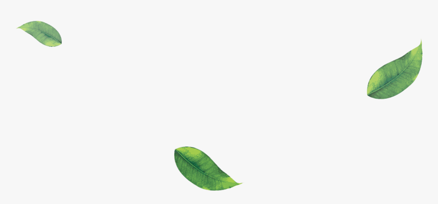Green Tea Leaves Png Clip Art Royalty Free Library - Feather, Transparent Png