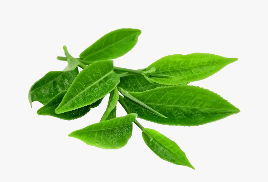 Green Tea Leaves Png, Transparent Png