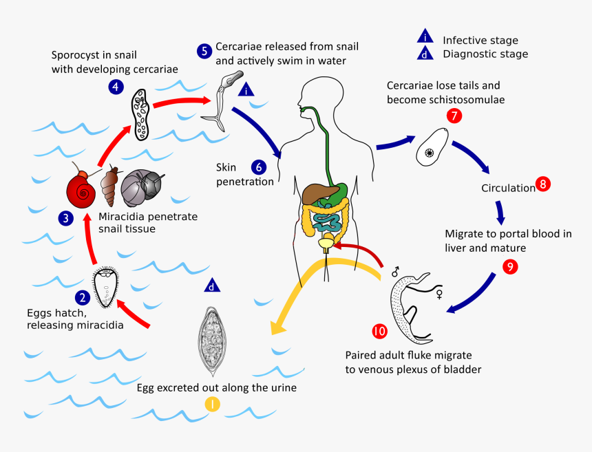 Haematobium Life Cycle - Schistosoma Life Cycle, HD Png Download