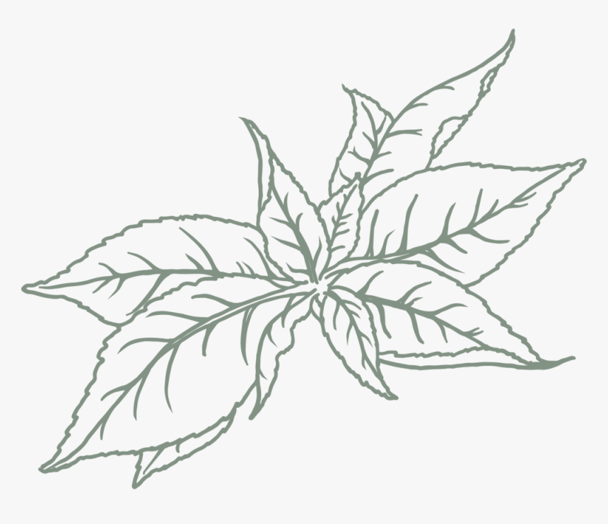 Green Tea - Sketch, HD Png Download