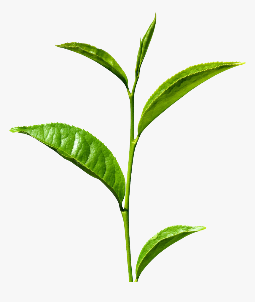 Green Tea Png Free Images - Green Tea Leaf Png, Transparent Png