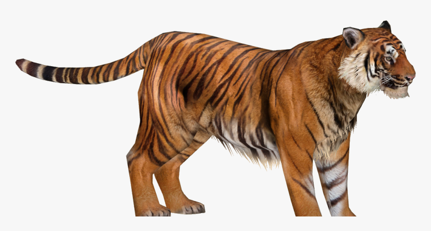 Zoo Tycoon 2 Sumatran Tiger, HD Png Download