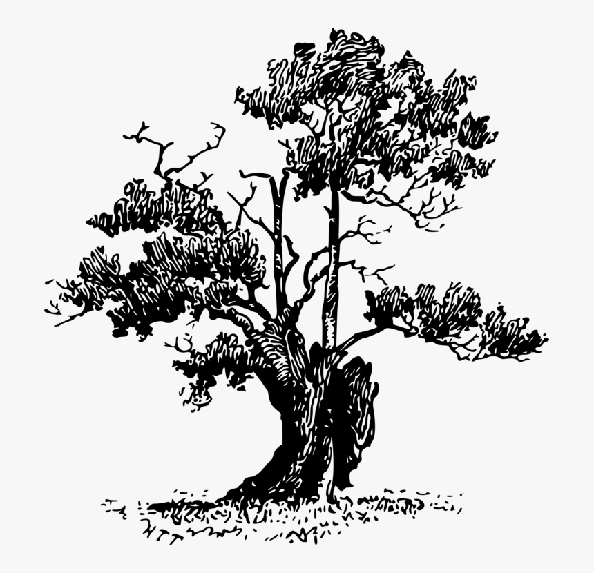 Plant,flower,silhouette - Clip Art, HD Png Download