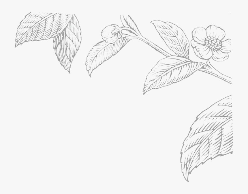 Hand Drawn Tea Leaf Png, Transparent Png