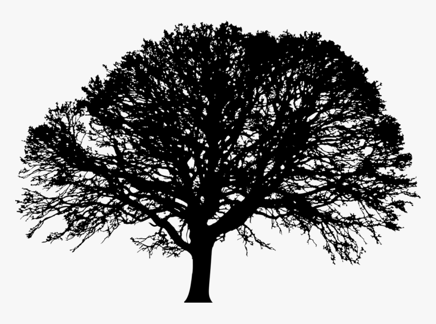 Californian White Oak,plant,leaf - Transparent Background Oak Tree Clipart, HD Png Download