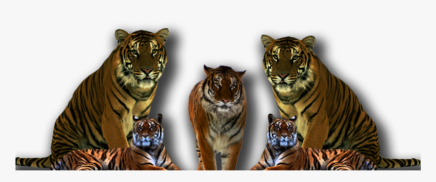 Transparent Tiger Face Clipart Black And White, HD Png Download