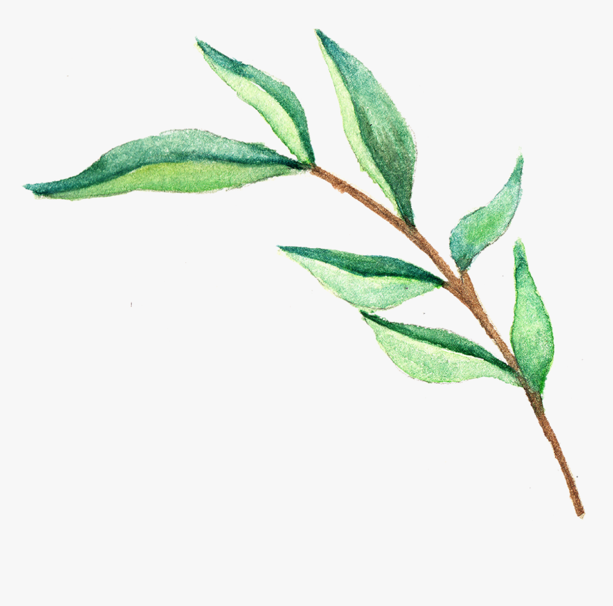 Green Tea Leaves Png, Transparent Png