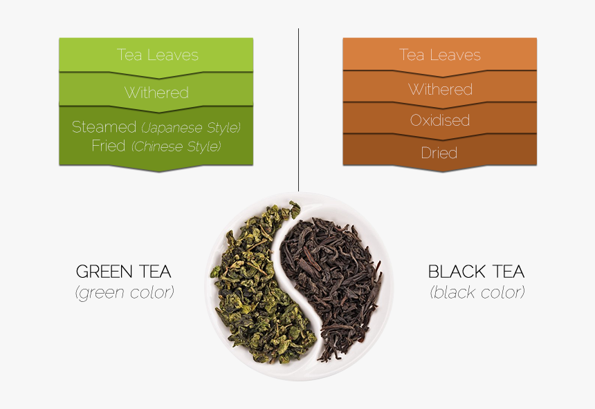 Green Tea Leaves Vs Black Tea Leaves, HD Png Download