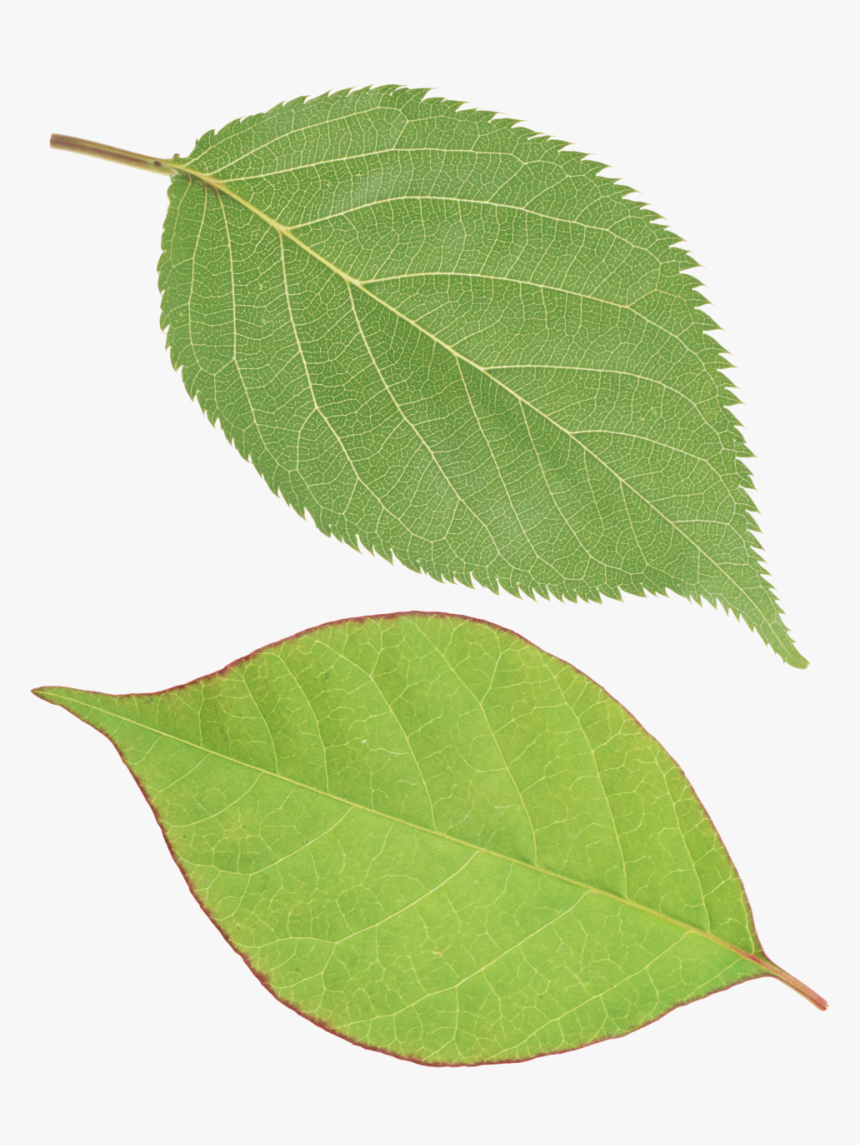 Green Leaf Png, Transparent Png